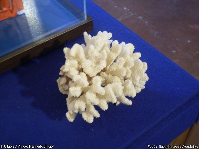  B-terv, Beatrice, Hot Jazz Band, Hungarica, Ismers Arcok, Kerecsen, Kormorn, Moby Dick, Vgtz Csodaszarvas - Fot: Nagy_Matessz,Yondaime