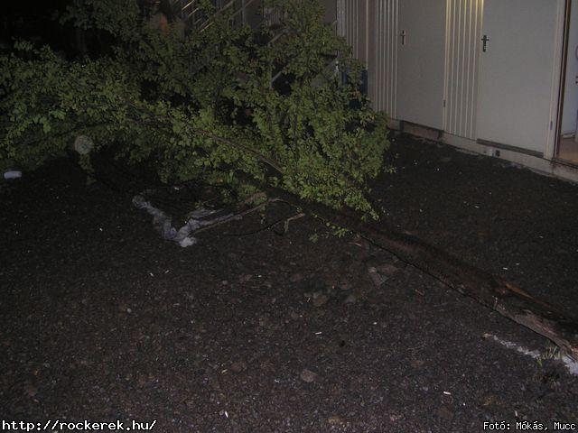  Ab/cd, Alvin s A Mkusok, Beatrice, Belga, Belmondo, Chuck Norris Action Squad, Collins And Behnam, Colorstar, Dalriada, Death Angel, Depresszi, Dek Bill Blues Band, Esclin Syndo, Finntroll, Firkin, Fish!, Hollywood Rose, Infra Gandhi, Kataklysm, Keep Of Kalessin, Kispl s A Borz, Korai Banditos Party, Korai rm, Kowalsky Meg A Vega, Machine Head, Magna Cum Laude, Mobilmania, Mystery Gang, N.o.h.a, Neo, Ossian, Paddy& The Rats, Parov Stelar & Band, Pokolgp, Quimby, Remorse, Road, Rme Vrzik, Sepultura, Ska Funderz, Subscribe, Tankcsapda, Testament, The Bedlam, The Idoru, Titusz, Watch My Dying, Yellow Spots, Zorall - Fot: Mks, Mucc