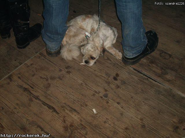  Zorall,  Kalapcs,  Iron Maiden,  Kamelot,  Holtid,  Dek Bill Blues Band,  - Fot: szandra1226