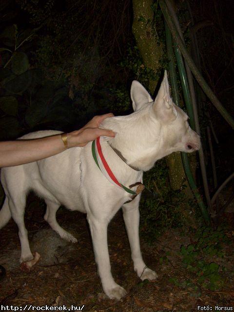  Fly-Tox,  Green Chillers,  Rocken Dogs,  Kerecsen,  Mr. Eddie Krueger,  Vaktltny,  Kpr Sndor Npi Zenekara - Fot: Morsus