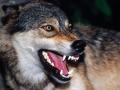 Snarling---Wolf-1