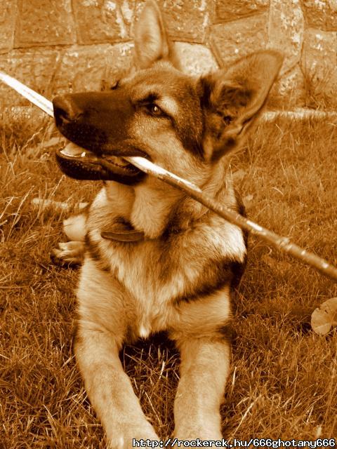 Dog