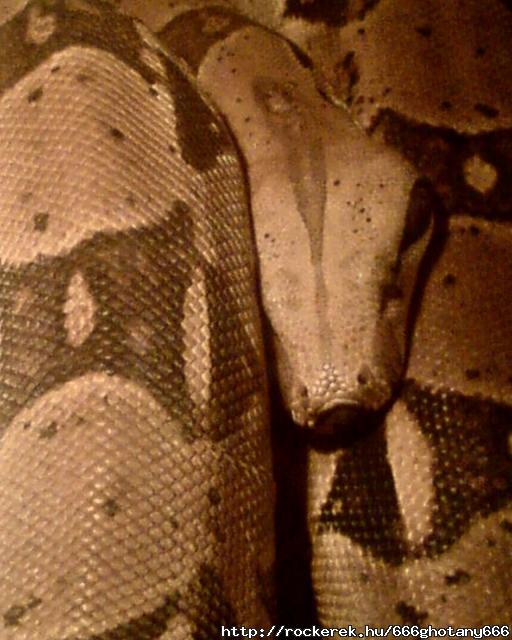 Snake