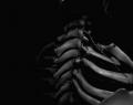 Human traits