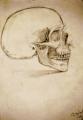 Human skull