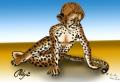 Cheetah cub