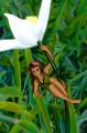 Pixie(Photoshop-os)