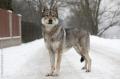 czechoslovakian_wolfdog_0007_phototheque