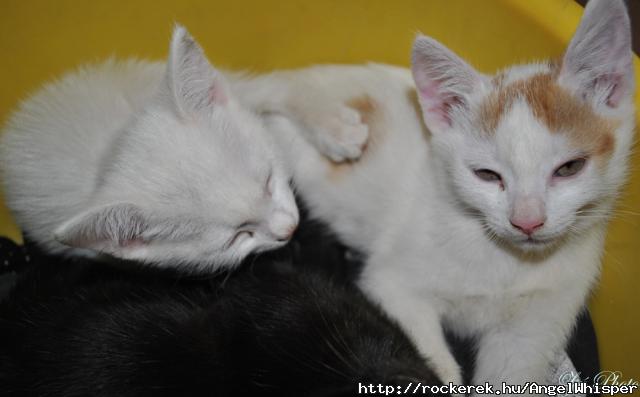 Luna & Lucifer