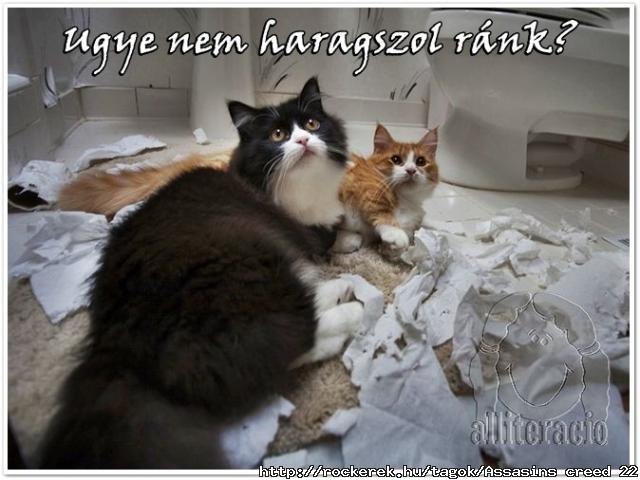 cicak-wc-papir