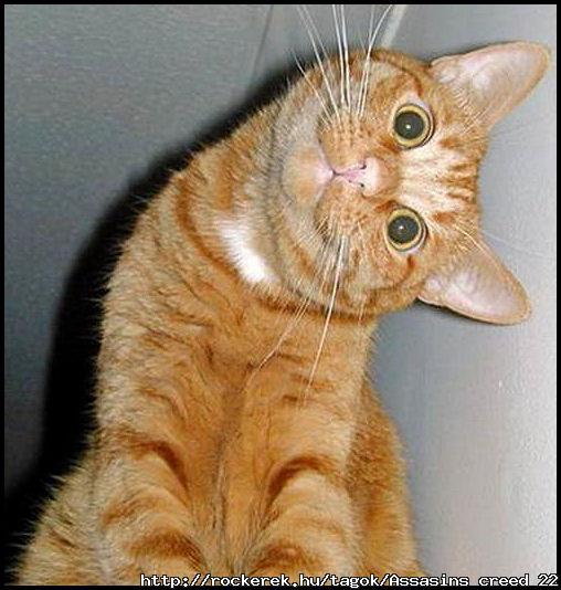 cute-cat-funny