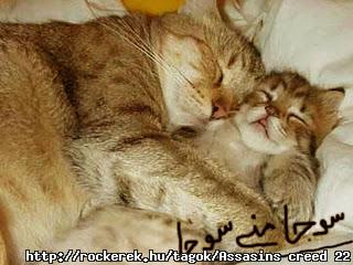 Display-Funny-Cats-Wallpapers-Free-Download