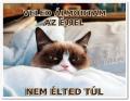 grumpy-cat