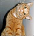 cute-cat-funny