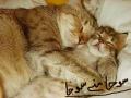 Display-Funny-Cats-Wallpapers-Free-Download