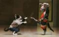 Funny-Cats-Fight-Wallpaper