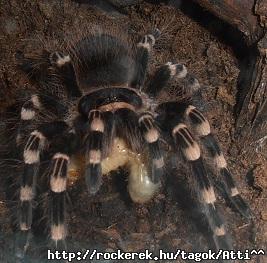 Geniculata puszi :)