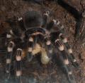 Geniculata puszi :)