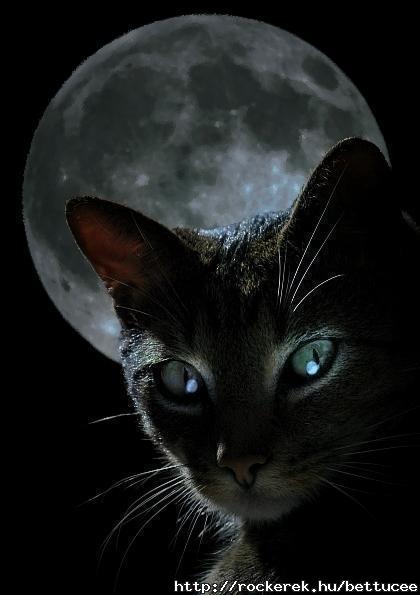 Katze <33 *.*