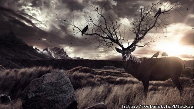 Deer
