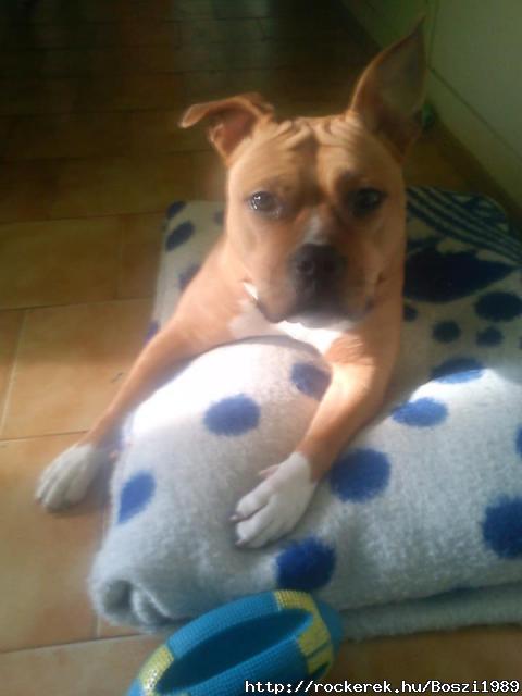 Shadow kutyuskm :)