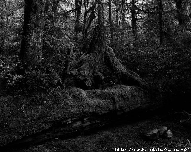 Just a dark forest...