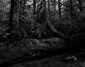 Just a dark forest...
