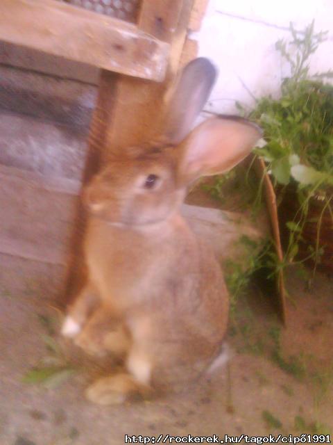egyetlenem(L)