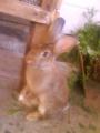 egyetlenem(L)