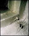 ___phobia_by_andreea10