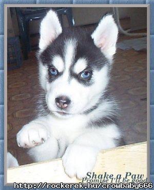 ht nem des?? :)