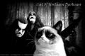 Black Metal  Cat