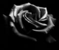 schwarze rose