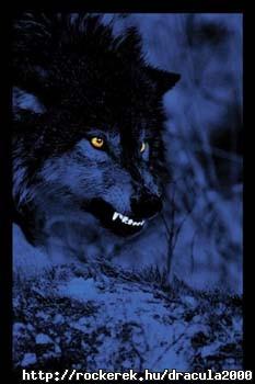 wolf