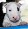 miniature-bull-terrier-0024