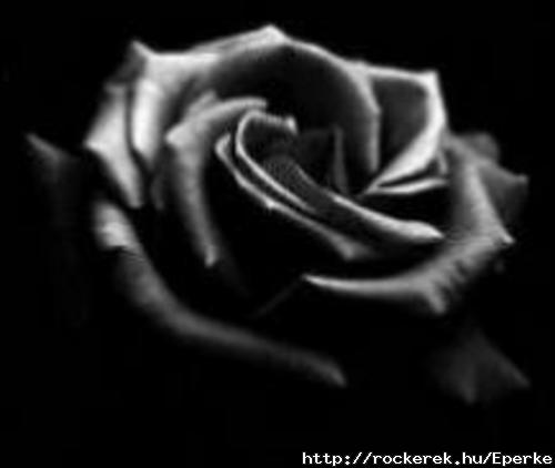 black-rose