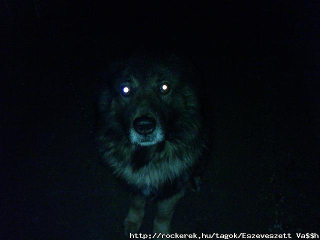 My dog!
