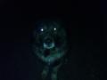 My dog!