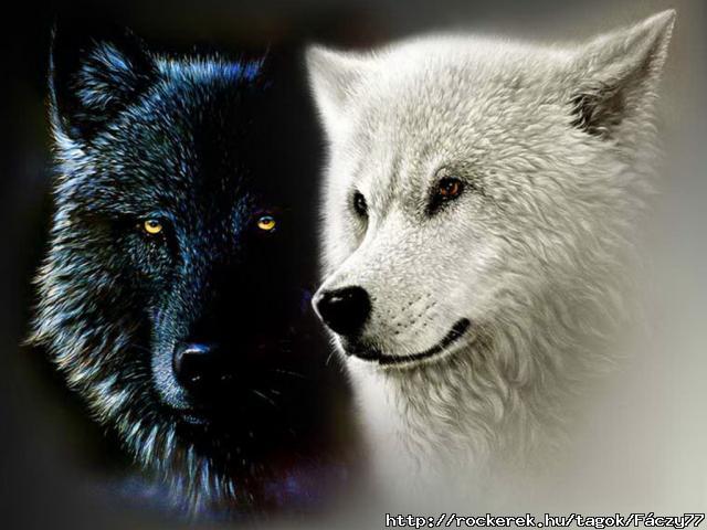wolf