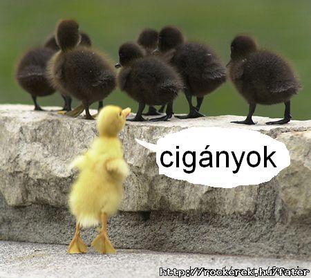 Cigny