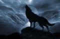 Dark Wolf