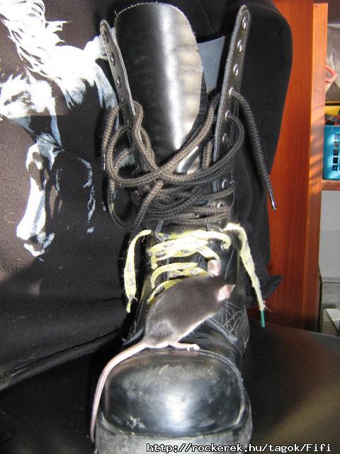 Vajk s black metal egr