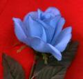 Blue Rose