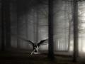 dark-angel-forest-image