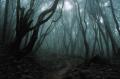 dark_forest