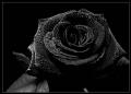 Black Rose 1