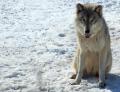 Gray_Wolf_in_Minnesota_2