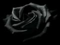 blackrose.x