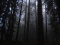 Dark Forest