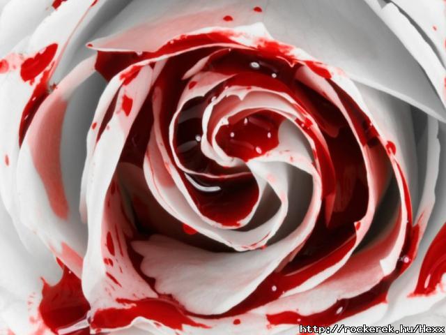 39784-1024x768-rose